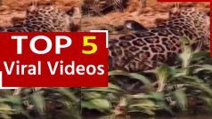 Viral Video: पेड़ से कूदकर जगुआर ने दबोचा मगरमच्छ का गला, आगे जो हुआ देखकर दंग रह जाएंगे आप | देखें वीडियो
