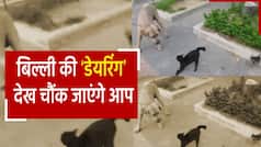 Viral Video: कुत्ते से अपने बच्चे को बचाती बिल्ली को देख दंग रह जाएंगे आप, देखें वीडियो