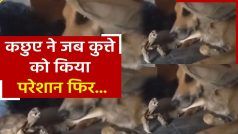 Viral Video: कुत्ते को बार-बार उंगली कर रहा था कछुआ, वीडियो में देखें अंजाम क्या हुआ ?