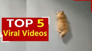 Cat Viral Video: घर में खेलते-खेलते अचानक दीवार पर चढ़ गई बिल्ली, ऊंचाई से गिरने पर भी नहीं आई चोट | Watch Video