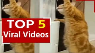 Viral Video: वॉटर प्यूरीफायर से पानी पीती दिखी बिल्ली, वीडियो देख हैरान हो जाएंगे आप