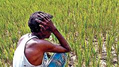 Staring At An Impending Food Crisis? Food Secy Says Rice Production May Fall By 10-12mn Tonnes