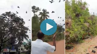 Heartbreaking! Scores of Birds Die, Their Nests Destroyed After Tree Chopped Down in Kerala | Watch