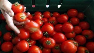 Tomato Price In This UP City Could Burn A Hole In Your Pocket