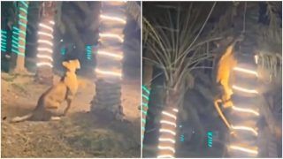Lioness Enters Party, Climbs Tree To Attack Guest. Viral Video Stuns Netizens. Watch