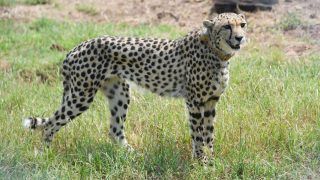 Cheetahs In India: When Will People Be Able To Catch Glimpse Of The Majestic Cats At Kuno National Park?