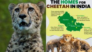 Why Kuno National Park Chosen To Be The New Home For Cheetahs From Namibia, South Africa