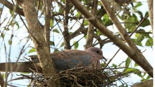 Pigeon Nest in House: Auspicious or Not? Is it a Good Sign if Pigeon Makes a Nest in Your House? Expert Speaks!