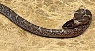 Mitchell Johnson Discovers Snake in His Hotel Room in Lucknow