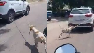 Video of Dog Tied to Car and Dragged Around Jodhpur Goes Viral, Driver Held