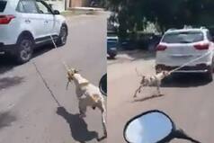 Video of Dog Tied to Car and Dragged Around Jodhpur Goes Viral, Driver Held