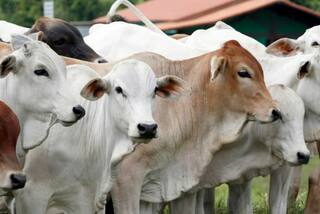 Lumpy Skin Disease: UP Govt Bans Cattle Trade With 4 States; Restricts Movement of Animals in THESE Districts