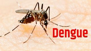 Dengue Upsurge: UP, Punjab, Bengal Severely Affected, Experts Warn Cases Might Rise in November