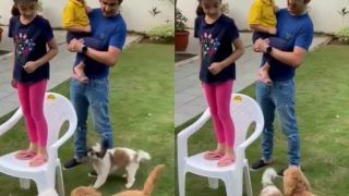 MS Dhoni Fans React Sharply As Gautam Gambhir Old Video With Pet 'OREO' Goes Viral, See Tweets
