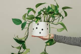 Money Plant Benefits: 6 Handy Tips to Grow Money Plant at Home