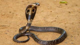 After Being Bitten By Cobra, 8-Year-Old Bites Back, Killing The Snake