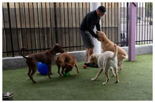 Dog Attacks; Dos And Don   ts And How To Remain Safe In Such Situation
