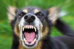 Newborn Baby Girl Partially Eaten By Stray Dogs In Karnataka Hospital Premises, Succumbs to Wounds