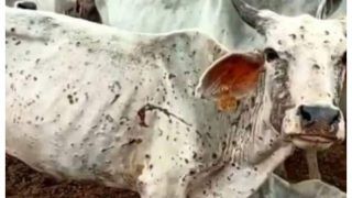 Lumpy Virus: More Than 57 Thousand Cattle Dead, Disease Spreads To More States