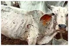 Lumpy Virus: More Than 57 Thousand Cattle Dead, Disease Spreads To More States