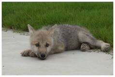 China Creates New Arctic Wolf By Cloning