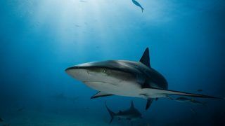 Shark Attack Kills US Woman Snorkeling With Family In Bahamas
