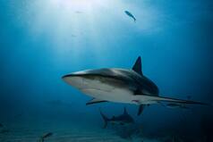 Shark Attack Kills US Woman Snorkeling With Family In Bahamas