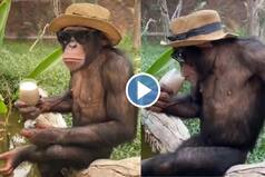 Viral Video: Cool Monkey Wears Hat, Sunglasses And Enjoys Drinking Milkshake. Netizens Are Jealous