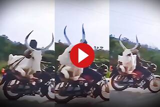Viral Video Today: बाइक पर बैल को बैठाकर घर ले जाने लगा शख्स, आगे जो हुआ सोच भी नहीं सकते- देखें वीडियो