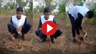 Viral Video: Karnataka Man Tries Handling 3 Cobras At Once, Stunt Goes Horribly Wrong | Watch