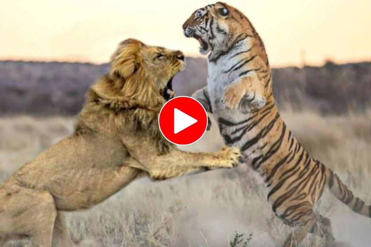 siberian tiger vs bengal tiger fight