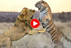 Lion Vs Tiger Fight To Death: King And Don Of Jungle Engage in Intense Battle, Watch Who Wins