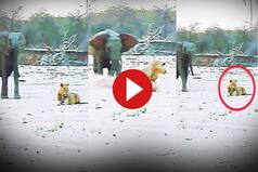Viral Video: Elephant Attacks Lioness, She Runs Away Like A Scared Little Cat. Watch