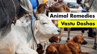 Vastu Dosha: 5 Animals That Can Help You in Getting Rid of Negative Energies in Life
