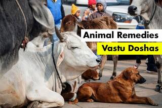Vastu Dosha: 5 Animals That Can Help You in Getting Rid of Negative Energies in Life