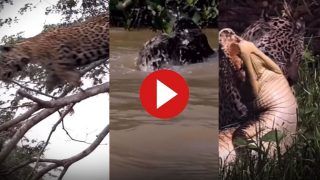 Viral Video: Jaguar Jumps From Tree, Attacks Crocodile in Water In Just One Leap. Watch