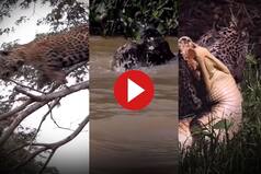 Viral Video: Jaguar Jumps From Tree, Attacks Crocodile in Water In Just One Leap. Watch