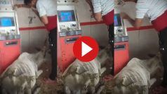 Viral Video Today: जब ATM से 'कैश निकालने' पहुंच गई गाय, नजारा देख शख्स भी हिल गया | देखिए वीडियो