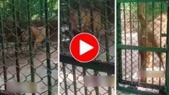 Sher Ka Video: शेर को देखते ही सेल्फी लेने दौड़ पड़े लड़के, मगर जो बदले में मिला सोच-सोचकर हंसेंगे- देखें वीडियो