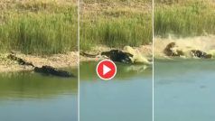 Magarmach Ka Video: नदी किनारे आते ही मगरमच्छ की रडार पर आ गया सांप, आगे जो किया खुद देख लीजिए- देखें वीडियो