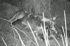 Alligator Mom Carries Her Newborn Babies in Mouth, Watch Adorable Viral Video