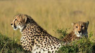 How Will Cheetahs Be Translocated To Kuno Palpur National Park? 5 Points