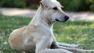 Man Shoots Dog Dead For Barking at Him in Bengaluru's Madagondanahalli