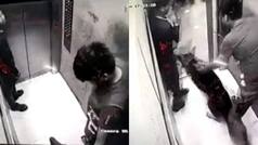 After Ghaziabad, Another Pet Dog Attack Man Inside Lift In Noida Housing Society | WATCH VIDEO