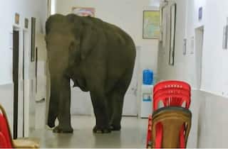 Viral Video: Wild Elephants Spotted Roaming in Jalpaiguri Army Hospital, Netizens Call It 'Surprise Inspection' | Watch