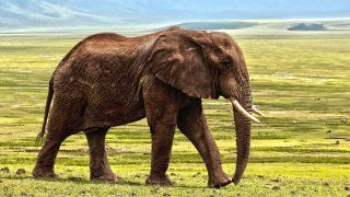 नामीबिया से लाये गये 8 चीतों की रक्षा कर रहे हैं 2 भारतीय हाथी, दिन-रात गश्त में जुटे