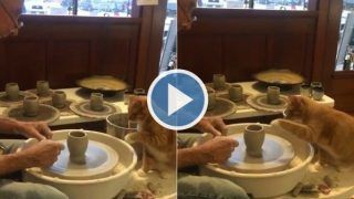 Viral Video: Curious Little Cat Tries Pottery, Netizens Call The Video 'Pawsome' | Watch