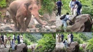 Viral: जंगल से निकलकर पूर्व CM सीएम की गाड़ी के आगे आ धमका हाथी, जान बचाने के लिए चट्टान पर चढ़ना पड़ा