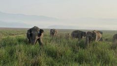 Viral News: खेत में काम कर रहा था युवक तभी आ गया जंगली हाथियों का झुंड, आगे जो किया सोच में पड़ जाएंगे