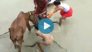 Viral Video: Ferocious Pitbull Attacks a Cow in Kanpur, Bites Its Jaw & Refuses to Let Go | Watch